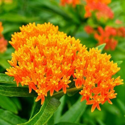 Milkweed Mix Deluxe Seeds 100 | Perennial Monarch Host Plant, Non-GMO, Attracts Pollinators