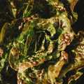Bronze Mignonette Butterhead Lettuce Seeds - 700 Ais Lactuca sativa