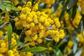 Golden Mimosa Tree Seeds (Acacia baileyana) - 10 Seeds for Fast-Growing Yellow Wattle Flower