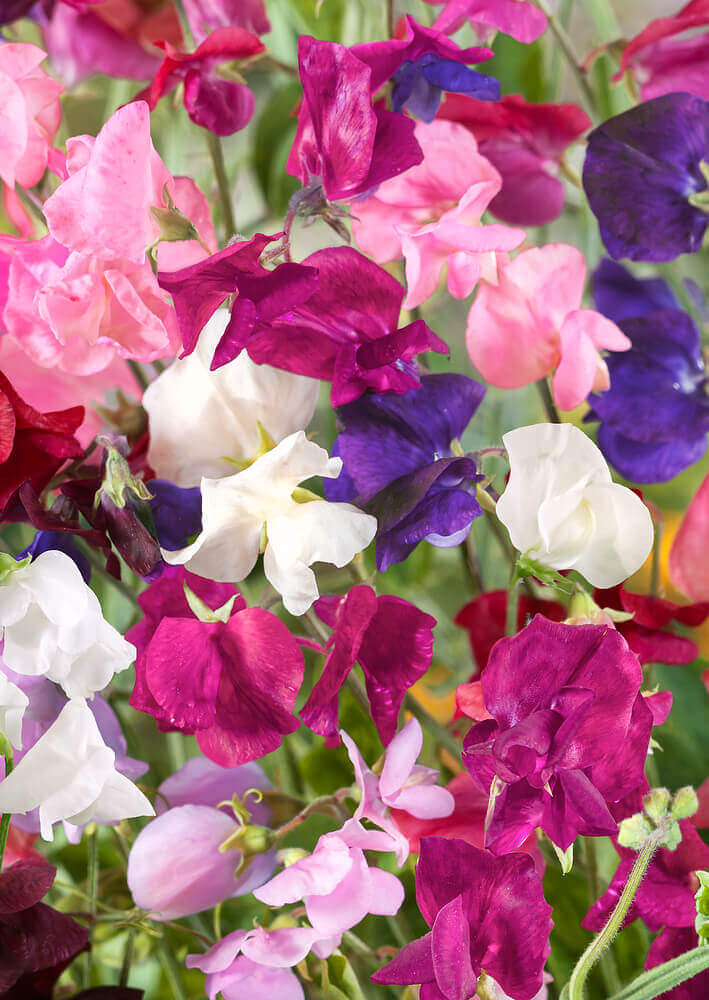 Sweet Pea Vine Seeds - 80 pc Royal Family Flower Garden Mix, Fragrant Climbing Vines