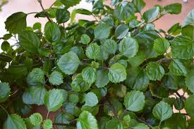 Swedish Ivy Cuttings - Plectranthus australis Creeping Charlie, 4+ 5”+ Trailing Cuttings Ready to Root