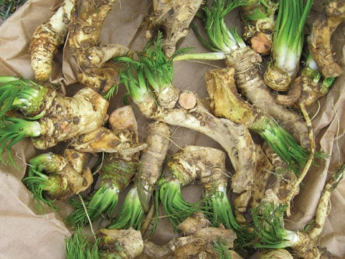 Horseradish Roots for Planting - Organic Starter Plant (2 Roots) - Easy to Grow