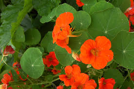 Nasturtium Single Mix Seeds - 25 Seeds, Climbing Vine, Fragrant Red/Orange Flowers