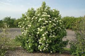 Nannyberry Viburnum Bush (Viburnum lentago) - Live Bare Root Plant 12-14"