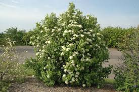 Nannyberry Viburnum Bush (Viburnum lentago) - Live Bare Root Plant 12-14"