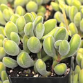 Crassula rogersii ‘Velvet Club’ Bare Root Succulent - 1 Live Plant