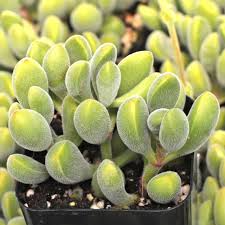 Crassula rogersii ‘Velvet Club’ Bare Root Succulent - 1 Live Plant