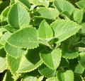 Cuban Oregano (Mexican Mint) Starter Plants - 2 Bare Root Live Herbs, 5-7"