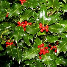 Ilex Aquifolium (English Holly) Seeds - 10 Seeds for Hedging & Wildlife Gardens