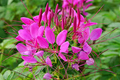 Cleome Mauve Queen Seeds (200) – Non-GMO, Fall Planting, Pollinator-Friendly