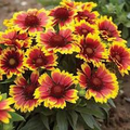 Gaillardia aristata Blanket Flower Seeds - 200 Seeds, Perennial Wildflower, Native, Drought-Tolerant