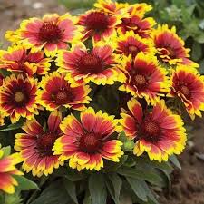 Gaillardia aristata Blanket Flower Seeds - 200 Seeds, Perennial Wildflower, Native, Drought-Tolerant