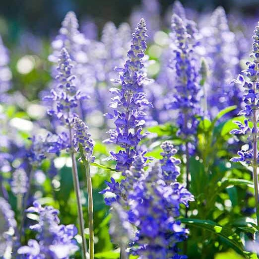 Hyssop (Hyssopus officinalis) Seeds – 600 Seeds for Aromatic Culinary Herb