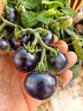 Blue Room Micro Dwarf Tomato Seeds (15 Seed Pack) – Heirloom, Non-GMO, Ultra-Compact