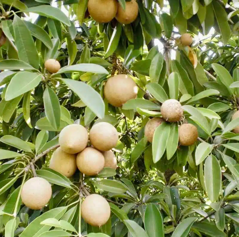 Grafted Sapodilla Tree (Manilkara zapota) – 24"-36" Live Starter Plant, Fast Fruiting