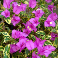 Variegated Purple Bougainvillea - Live Plant (7" tall) in 4" Pot