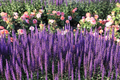Lavender Munstead Seeds (Lavandula angustifolia) – 200 Premium Non-GMO Seeds for Drying, Containers, Pollinators