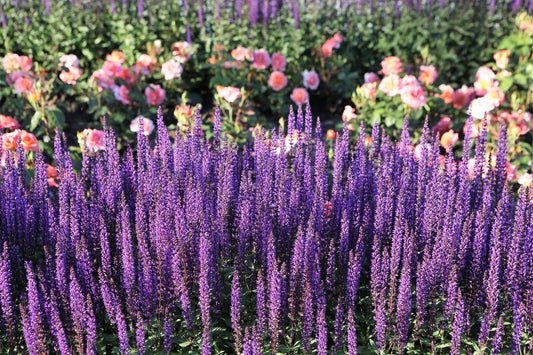 Lavender Munstead Seeds (Lavandula angustifolia) – 200 Premium Non-GMO Seeds for Drying, Containers, Pollinators