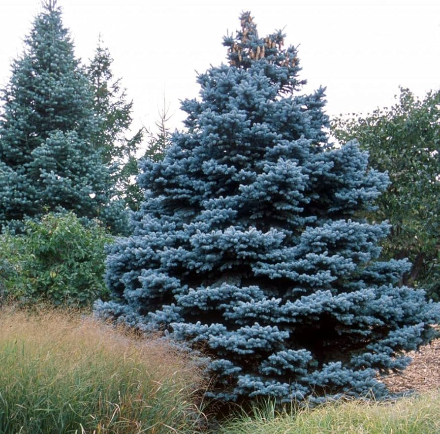 Colorado Blue Spruce Seeds (Picea pungens) – Cold Hardy Evergreen, Bonsai Potential