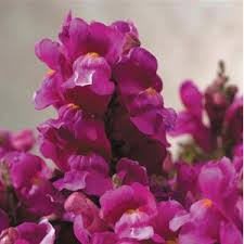 Floral Showers Lilac Snapdragon Seeds (Antirrhinum majus) - 1000+ Seeds