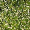 Plectranthus coleoides ‘Variegata’ Variegated Swedish Ivy Bare Root Plant (4")