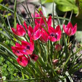 Tulipa Little Beauty - 5 Bulbs, 6" Dwarf Tulip, Pink & Blue Blooms