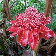 Red Torch Ginger Seeds (Etlingera elatior) – 10 Seeds, 3-5 ft Tall, Indoor/Outdoor Tropical Flower
