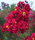 Red Crape Myrtle Trees (Lagerstroemia indica) - 2 Bare Root Live Plants, 2 ft Tall