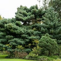 White Pine Tree (Pinus strobus) Bare Root Live Plant 10-18" - 1 Tree