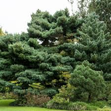 White Pine Tree (Pinus strobus) Bare Root Live Plant 10-18" - 1 Tree