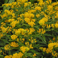 April's Yellow Milkweed Seeds (Asclepias spp.) - 15 Seeds | Monarch Host Plant, Pollinator Garden