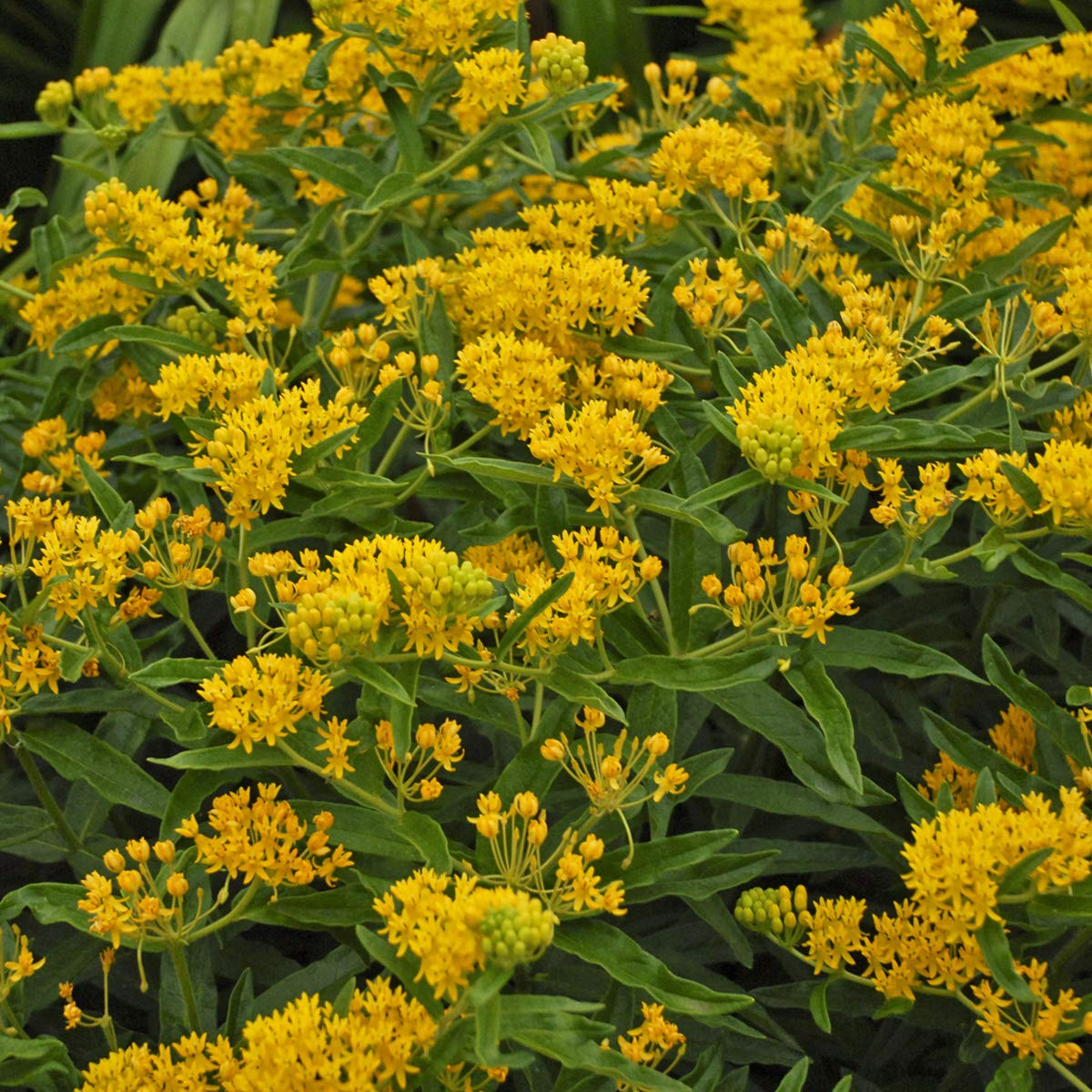 April's Yellow Milkweed Seeds (Asclepias spp.) - 15 Seeds | Monarch Host Plant, Pollinator Garden