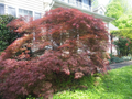 Acer palmatum 'Garnet' Weeping Japanese Maple Unrooted Cuttings (10) 6-7"