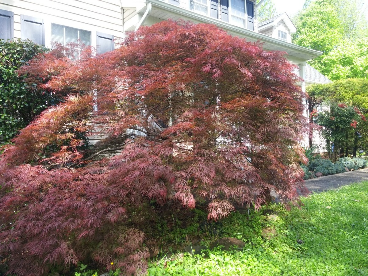 Acer palmatum 'Garnet' Weeping Japanese Maple Unrooted Cuttings (10) 6-7"
