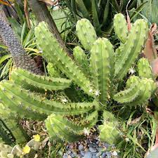 Myrtillocactus Geometrizans Rooted Cutting - 10-12" Tall, Blue Candle Cactus