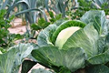 Danish Ballhead Cabbage Seeds - Heirloom Brassica oleracea, 1 Gram
