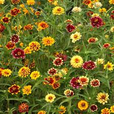 Zinnia Mexican Persian Carpet Mix - 500 Seeds, Dwarf, Non-GMO, Pollinator-Friendly