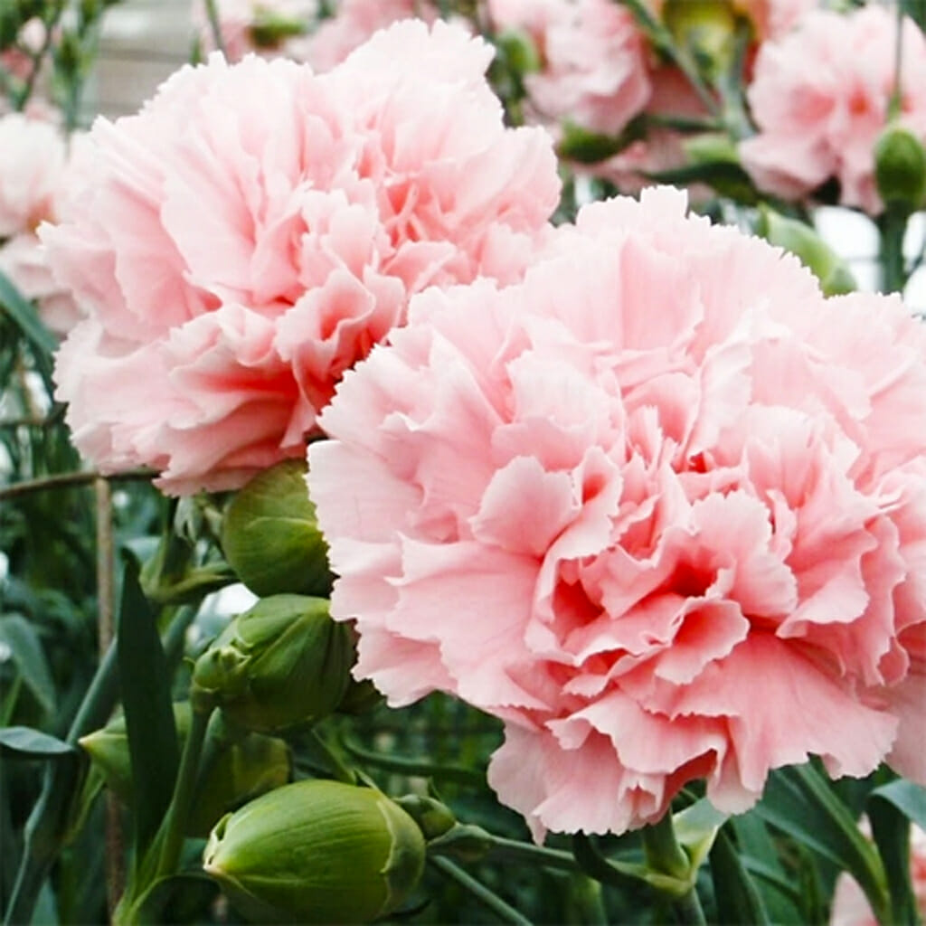 La France Carnation (Dianthus caryophyllus) 50 Seeds – Elegant Pink, Fragrant