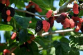 Illinois Everbearing Mulberry Live Plant (3–15" tall) – Starter Tree, Pesticide-Free, Fast Fruiting