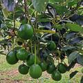 Grafted Avocado Marcus (Persea americana) Starter Plant 12-24" – Early Fruiting Zapote Fruit