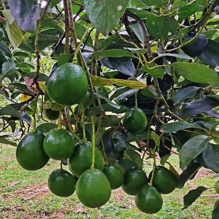 Grafted Avocado Marcus (Persea americana) Starter Plant 12-24" – Early Fruiting Zapote Fruit