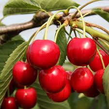 10+ Summer Sun Cherry Seeds – Sweet, High-Yield Self-Fertile Cherry Tree