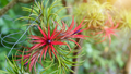 Ionantha Fuego Red Air Plant 5-Pack Bare Root Tillandsia | Low Maintenance