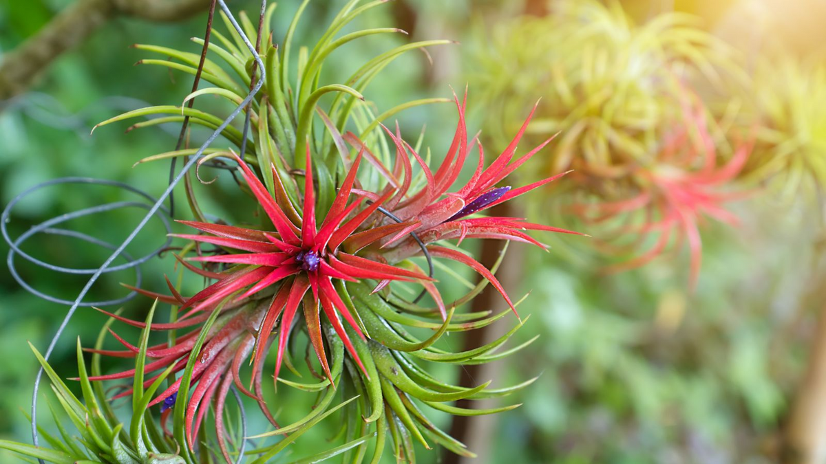 Ionantha Fuego Red Air Plant 5-Pack Bare Root Tillandsia | Low Maintenance