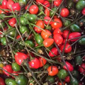 Chiltepin Hot Pepper Seeds (Capsicum annuum var. glabriusculum) – 250mg, Wild Chili, Very Hot, Non-GMO