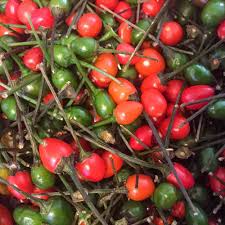 Chiltepin Hot Pepper Seeds (Capsicum annuum var. glabriusculum) – 250mg, Wild Chili, Very Hot, Non-GMO