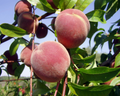 Nemaguard Peach Starter Plant (6-8 inches) | Live Healthy Seedling
