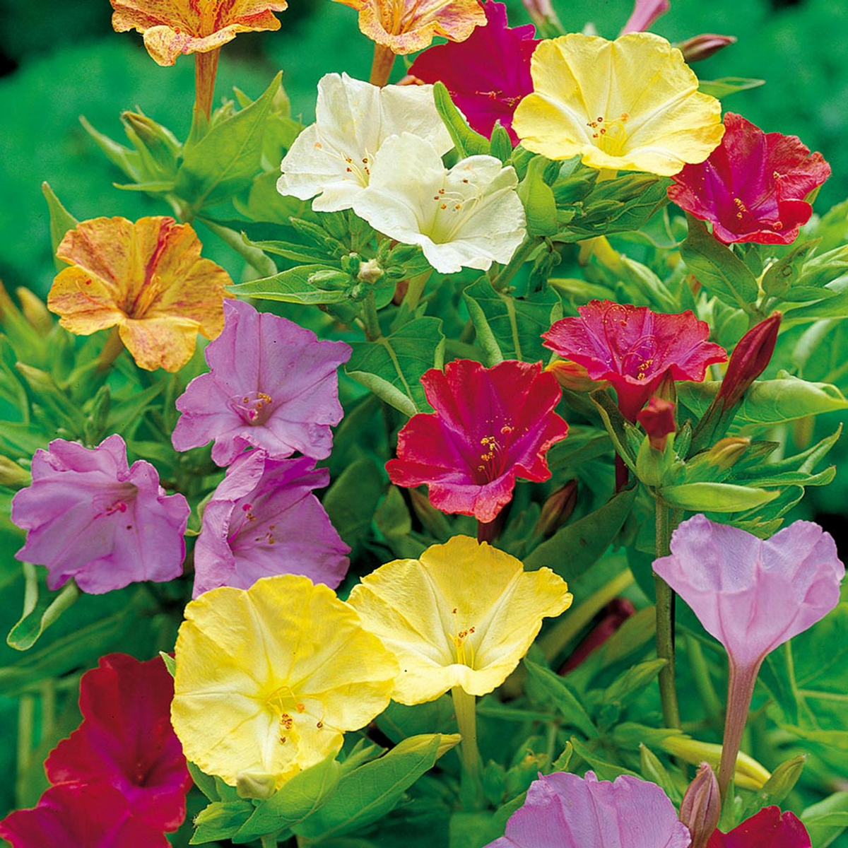 50 Four O'Clock Flower Mix Seeds Mirabilis jalapa | Marvel of Peru - Easy Grow Perennial