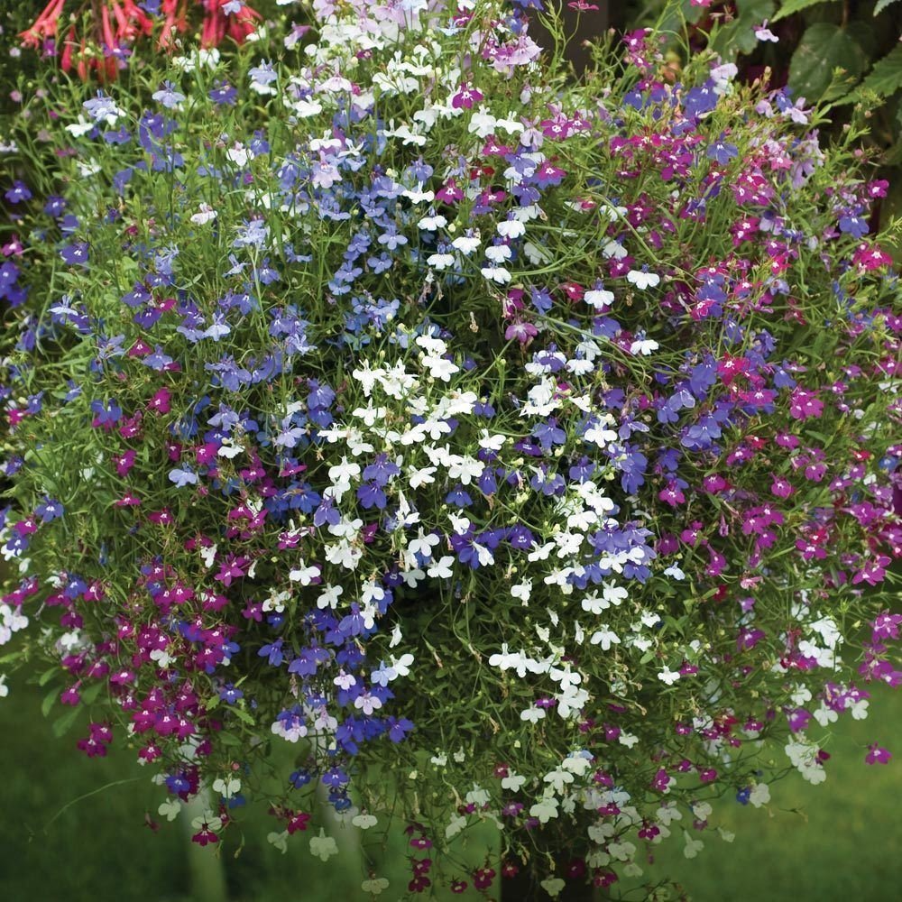 Cascade Lobelia Seed Mix (Lobelia erinus) - 100 Premium Seeds for Trailing, Summer Blooms