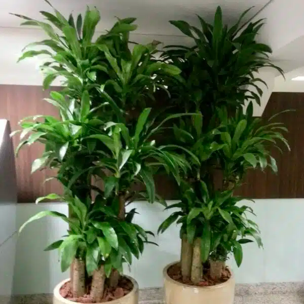 5 Unrooted Corn Plant Cuttings - Dracaena Fragrans, No Root, Easy Indoor Grow